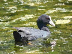 Fulica atra