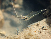 Feeble Shrimp - Photo (c) H.T.Cheng, some rights reserved (CC BY-NC), uploaded by H.T.Cheng