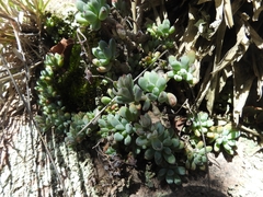Graptopetalum pachyphyllum