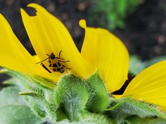 Diabrotica undecimpunctata