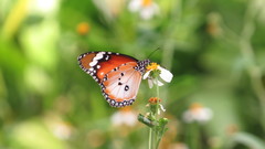 Danaus chrysippus chrysippus