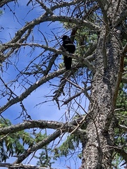 Corvus brachyrhynchos caurinus