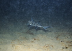 Callorhinchus callorynchus