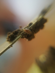 Trichoniscus pusillus