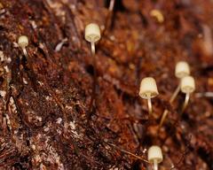 Mycena mamaku
