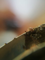 Trichoniscus pusillus