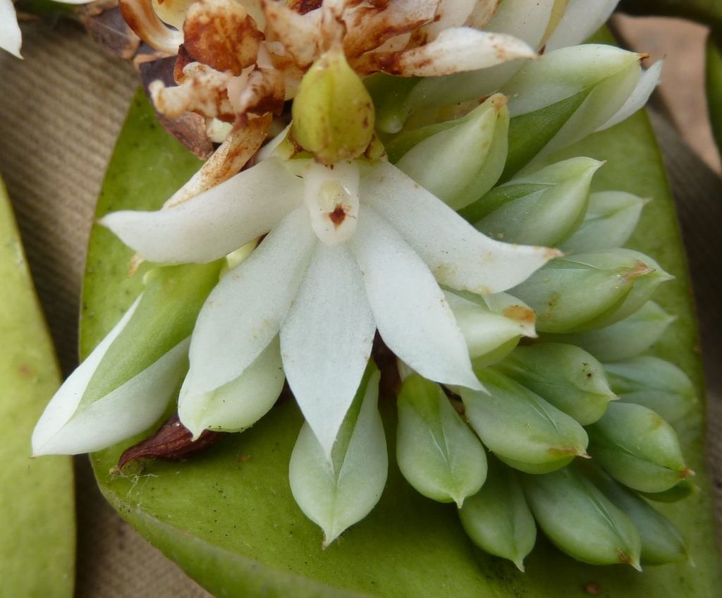 Calyptrochilum emarginatum