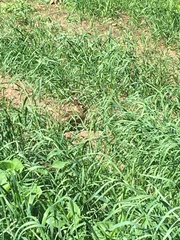 Sylvilagus transitionalis