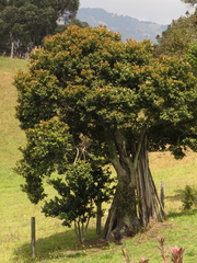 Prunus buxifolia