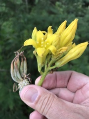 Tylecodon cacalioides