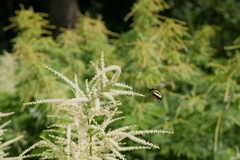Protaetia cuprea