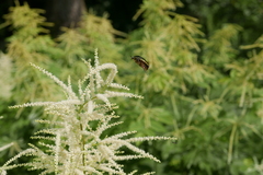 Protaetia cuprea