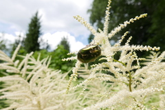 Protaetia cuprea