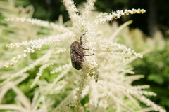Protaetia cuprea