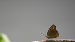 Junonia almana javana