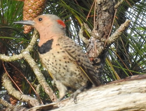 Colaptes auratus image