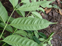 Zanthoxylum leprieurii