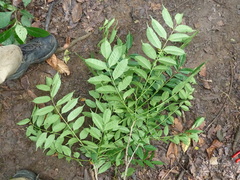 Zanthoxylum leprieurii