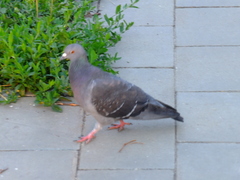 Columba livia domestica
