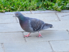 Columba livia domestica