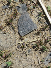 Calliopsis andreniformis