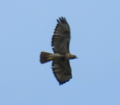 Buteo jamaicensis image