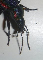 Carabus vietinghoffii