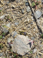 Calliopsis andreniformis