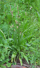 Plantago lanceolata