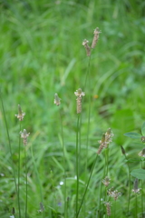 Plantago lanceolata