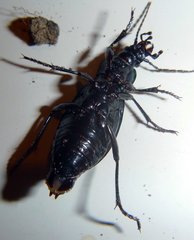 Carabus vietinghoffii