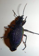 Carabus vietinghoffii