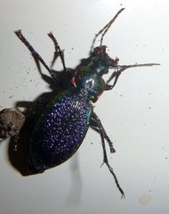 Carabus vietinghoffii
