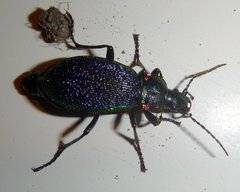 Carabus vietinghoffii