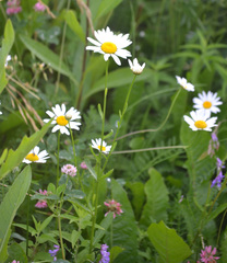 Leucanthemum vulgare