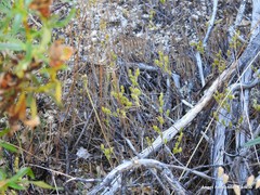 Petrosedum amplexicaule