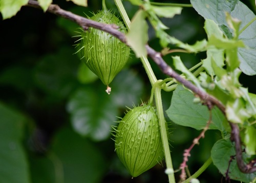 coastal manroot