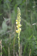 Verbascum nigrum