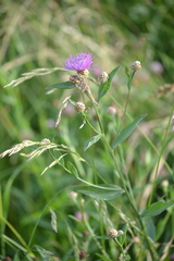 Centaurea jacea