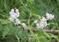Silene vulgaris