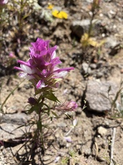 Orthocarpus cuspidatus