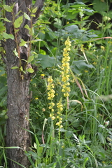 Verbascum nigrum