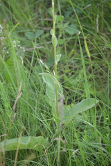 Verbascum nigrum