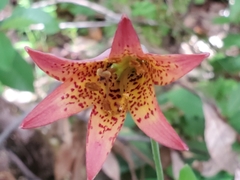 Lilium bolanderi
