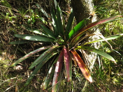 Tillandsia pastensis