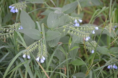 Symphytum caucasicum