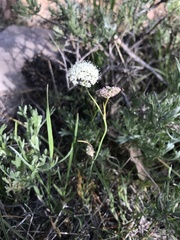 Valeriana californica