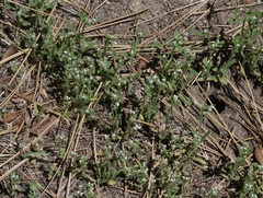 Cryptantha affinis