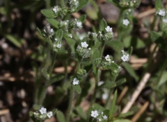 Cryptantha affinis