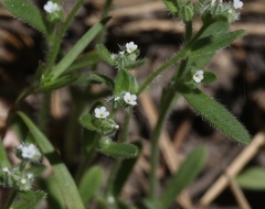 Cryptantha affinis